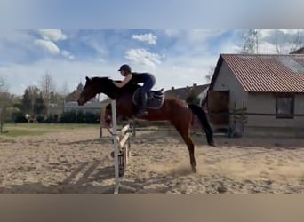 Trakehner, Ruin, 18 Jaar, 166 cm, Bruin