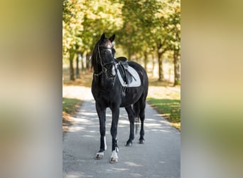 Trakehner, Ruin, 18 Jaar, 167 cm, Zwartbruin