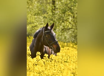 Trakehner, Ruin, 19 Jaar, 163 cm, Zwartbruin