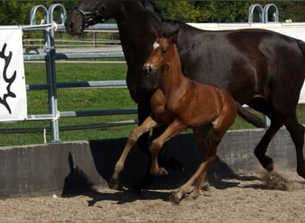 Trakehner, Ruin, 1 Jaar, Bruin