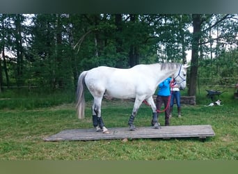 Trakehner, Ruin, 20 Jaar, 165 cm, Schimmel