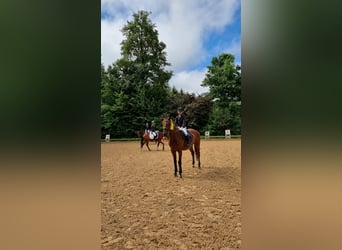 Trakehner, Ruin, 22 Jaar, 168 cm, Bruin