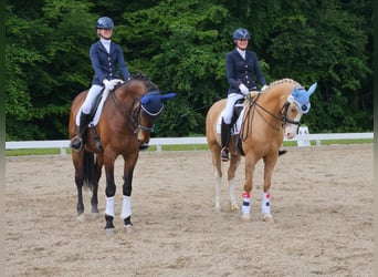 Trakehner, Ruin, 22 Jaar, 168 cm, Bruin