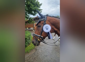 Trakehner, Ruin, 22 Jaar, 168 cm, Bruin