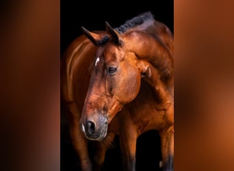 Trakehner, Ruin, 22 Jaar, 168 cm, Bruin