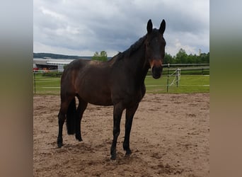 Trakehner, Ruin, 23 Jaar, 167 cm, Bruin