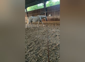 Trakehner, Ruin, 24 Jaar, 173 cm, Vliegenschimmel