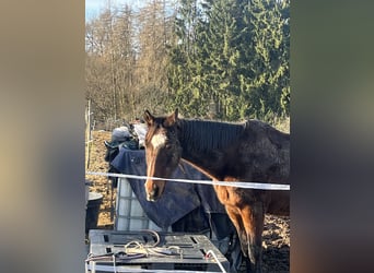 Trakehner, Ruin, 25 Jaar, 163 cm
