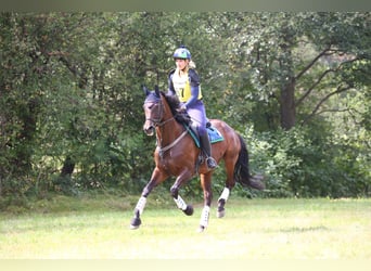 Trakehner, Ruin, 2 Jaar, 160 cm, Schimmel