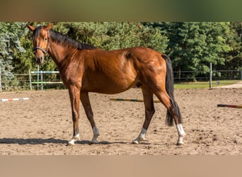 Trakehner, Ruin, 2 Jaar, 165 cm, Brauner