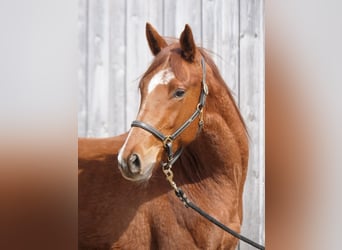 Trakehner, Ruin, 2 Jaar, 167 cm, Vos