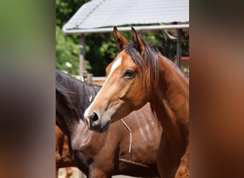 Trakehner, Ruin, 2 Jaar, 168 cm, Brauner