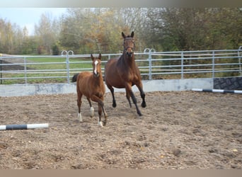 Trakehner, Ruin, 2 Jaar, 168 cm, Brauner
