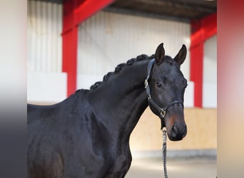 Trakehner, Ruin, 2 Jaar, 168 cm, Zwartbruin