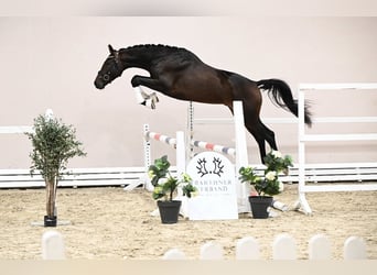 Trakehner, Ruin, 2 Jaar, 173 cm, Bruin