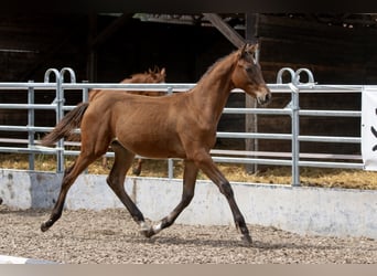 Trakehner, Ruin, 2 Jaar, Brauner