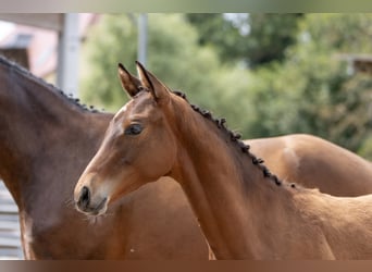 Trakehner, Ruin, 2 Jaar, Brauner