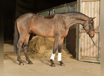 Trakehner, Ruin, 3 Jaar, 156 cm, Bruin