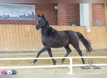 Trakehner, Ruin, 3 Jaar, 160 cm, Zwartbruin