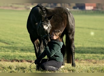 Trakehner, Ruin, 3 Jaar, 160 cm, Zwartschimmel