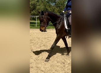 Trakehner, Ruin, 3 Jaar, 162 cm, Bruin