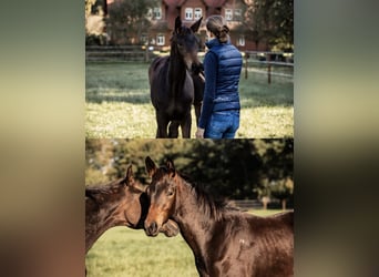 Trakehner, Ruin, 3 Jaar, 162 cm, Bruin