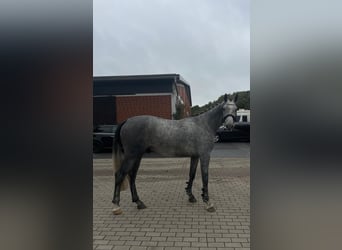 Trakehner, Ruin, 3 Jaar, 162 cm, Schimmel