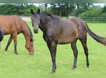 Trakehner, Ruin, 3 Jaar, 163 cm, Donkerbruin
