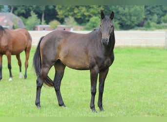 Trakehner, Ruin, 3 Jaar, 163 cm, Donkerbruin