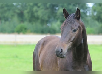 Trakehner, Ruin, 3 Jaar, 163 cm, Donkerbruin
