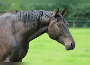 Trakehner, Ruin, 3 Jaar, 163 cm, Donkerbruin