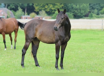Trakehner, Ruin, 3 Jaar, 163 cm, Donkerbruin