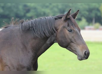 Trakehner, Ruin, 3 Jaar, 163 cm, Donkerbruin