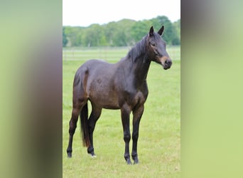 Trakehner, Ruin, 3 Jaar, 163 cm, Donkerbruin