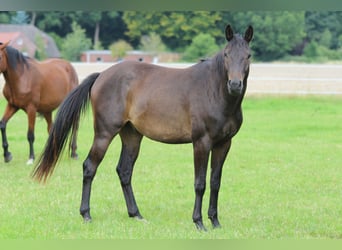Trakehner, Ruin, 3 Jaar, 163 cm, Donkerbruin