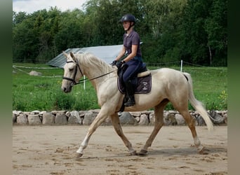 Trakehner, Ruin, 3 Jaar, 163 cm, Palomino