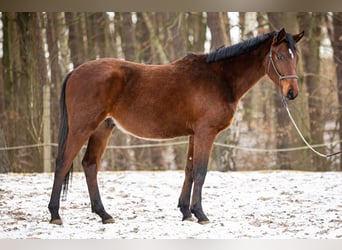 Trakehner, Ruin, 3 Jaar, 165 cm, Bruin