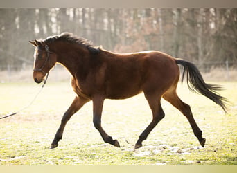 Trakehner, Ruin, 3 Jaar, 165 cm, Bruin