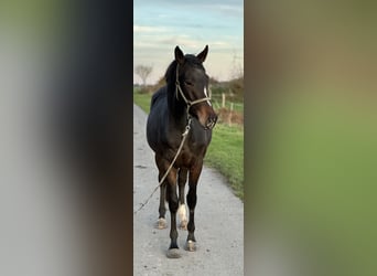 Trakehner, Ruin, 3 Jaar, 165 cm, Donkerbruin