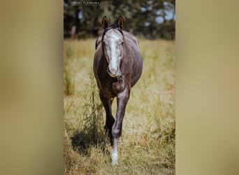 Trakehner, Ruin, 3 Jaar, 165 cm, Schimmel