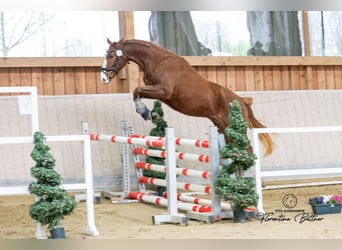 Trakehner, Ruin, 3 Jaar, 165 cm, Vos