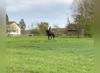 Trakehner Mix, Ruin, 3 Jaar, 165 cm, Zwart