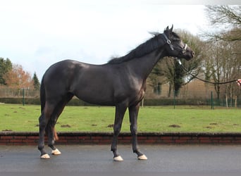 Trakehner, Ruin, 3 Jaar, 165 cm, Zwart
