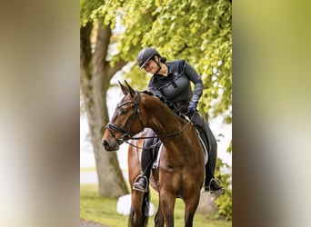 Trakehner, Ruin, 3 Jaar, 167 cm, Bruin