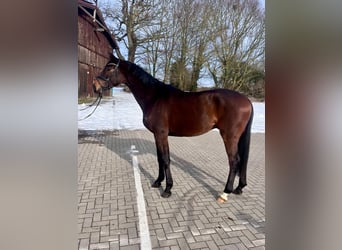 Trakehner, Ruin, 3 Jaar, 167 cm, Bruin