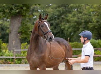Trakehner, Ruin, 3 Jaar, 167 cm, Bruin