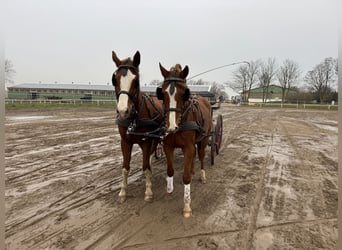 Trakehner, Ruin, 3 Jaar, 167 cm, Vos