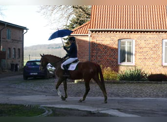 Trakehner, Ruin, 3 Jaar, 167 cm, Vos