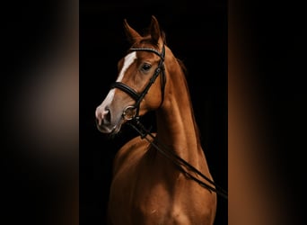 Trakehner, Ruin, 3 Jaar, 167 cm, Vos