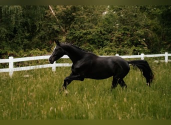 Trakehner, Ruin, 3 Jaar, 167 cm, Zwart